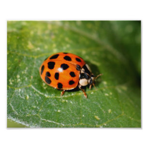 Ladybug på Löv Stäng upp till 8 x 10 Fototryck