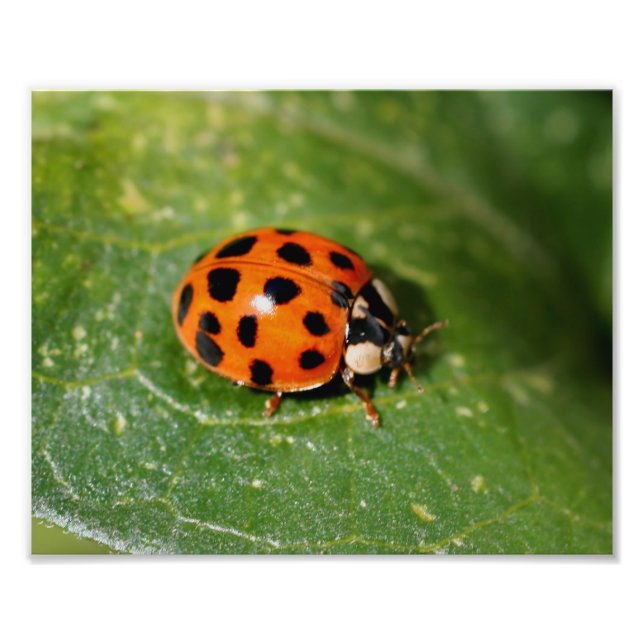 Ladybug på Löv Stäng upp till 8 x 10 Fototryck (Framsidan)