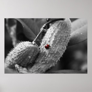 Ladybug på Milkweed Poster