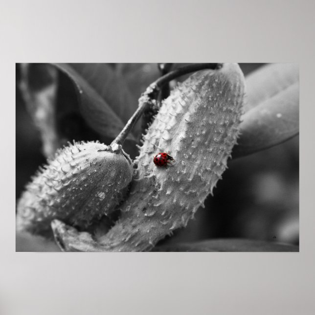 Ladybug på Milkweed Poster (Framsidan)