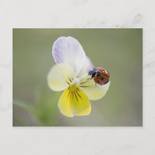 Ladybug på Pansy Biei, Hokkaido, Japan Vykort