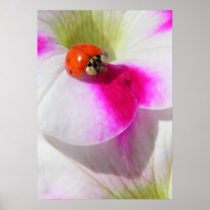 Ladybug på petunia Poster