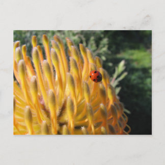 Ladybug på Pincusion Protea Vykort