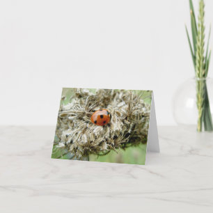 Ladybug på Queen Anne's Snöre Note Card Helgkort
