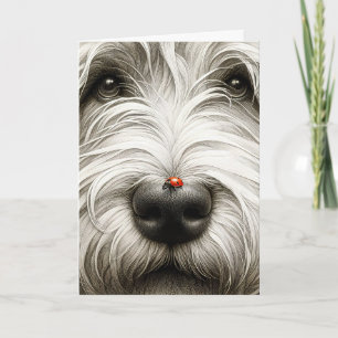 Ladybug på Shaggy Hund näsa Kort
