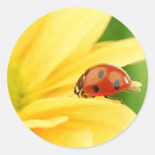 Ladybug på solros runt klistermärke