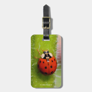 Ladybug på solrosstalk bagagebricka