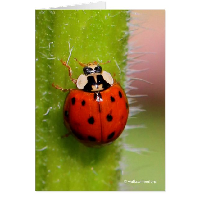 Ladybug på solrosstalk hälsningskort (Framsidan)
