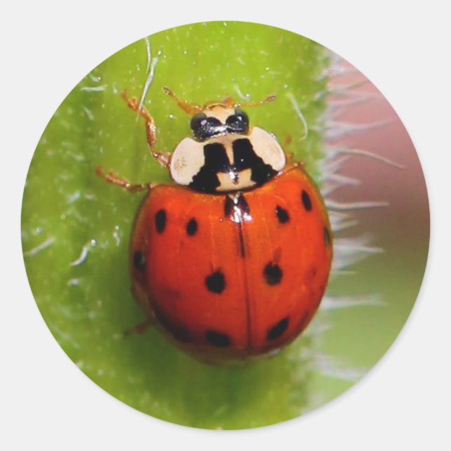 Ladybug på solrosstalk runt klistermärke (Framsida)