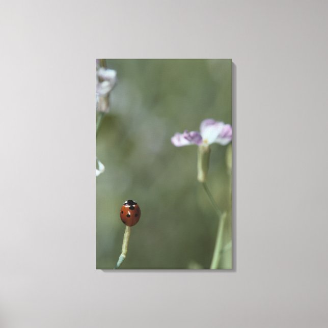 Ladybug på Stem Canvastryck (Framsida)