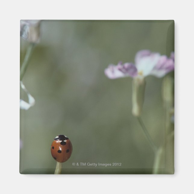 Ladybug på Stem Magnet (Framsidan)