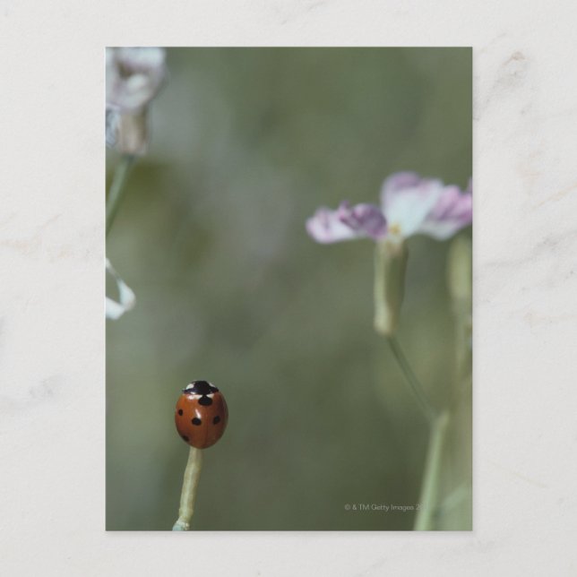 Ladybug på Stem Vykort (Framsida)