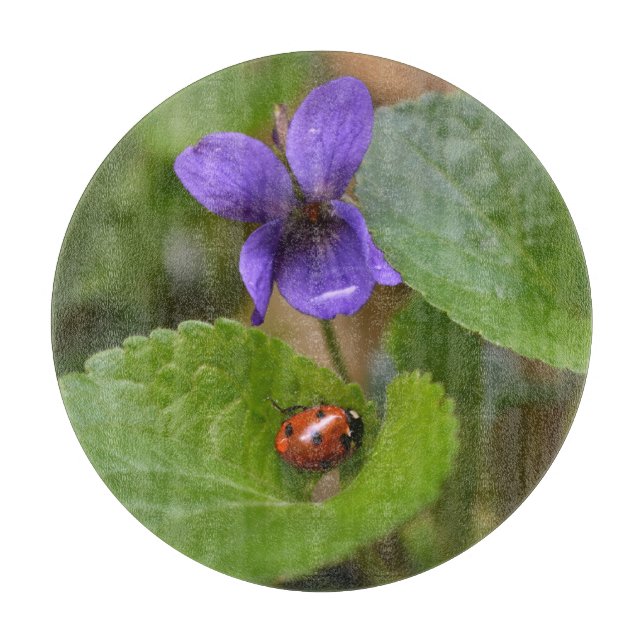 Ladybug på Sweet Violet Flowers (Framsidan)