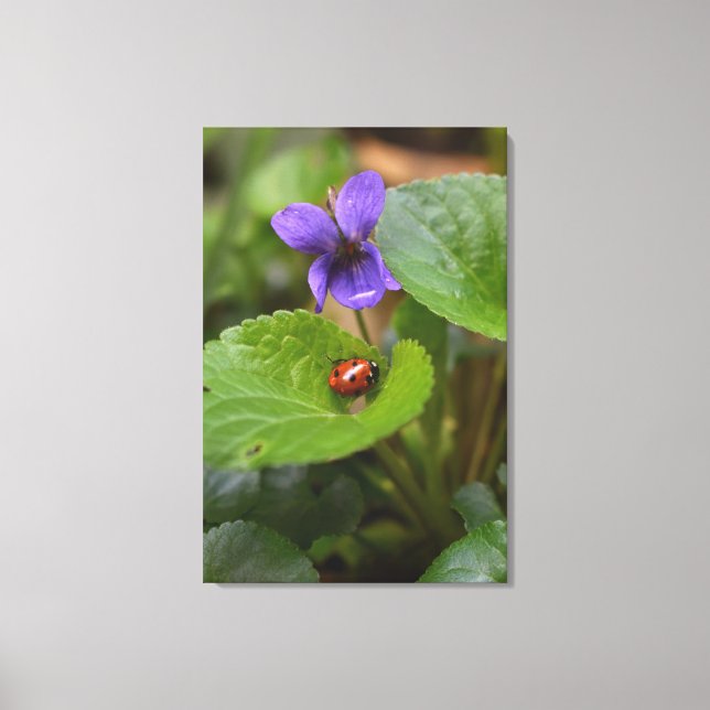 Ladybug på Sweet Violet Flowers Canvastryck (Framsida)