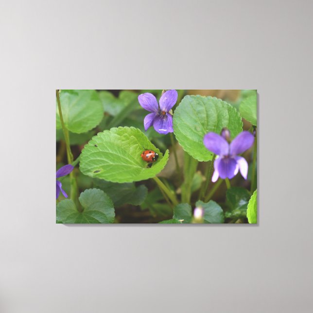 Ladybug på Sweet Violet Flowers Canvastryck (Framsida)