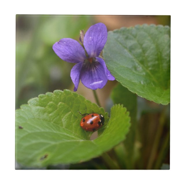 Ladybug på Sweet Violet Flowers Kakelplatta (Framsidan)