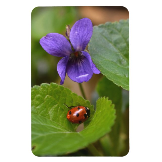 Ladybug på Sweet Violet Flowers Magnet (Vertikal)