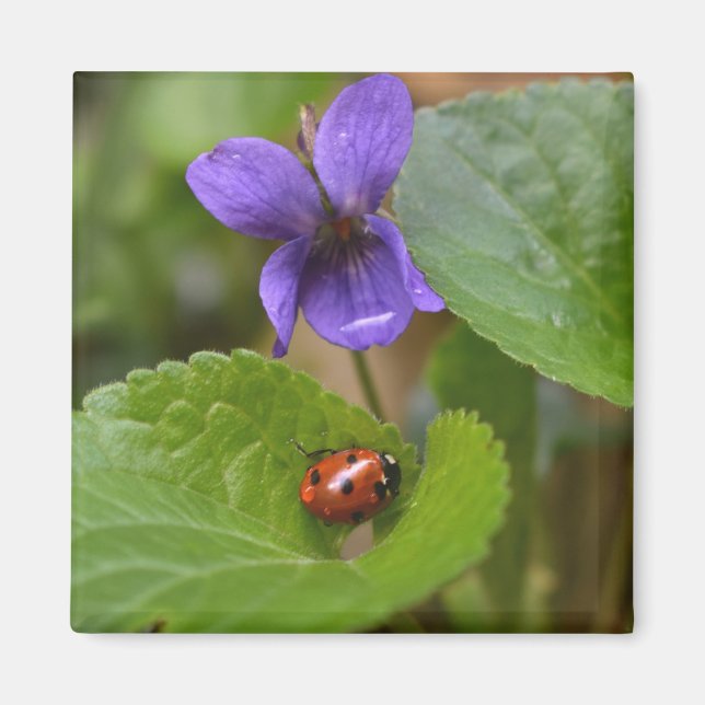 Ladybug på Sweet Violet Flowers Magnet (Framsidan)