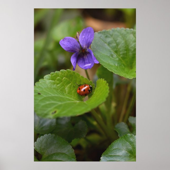 Ladybug på Sweet Violet Flowers Poster (Framsidan)