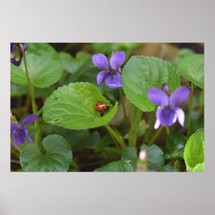 Ladybug på Sweet Violet Flowers Poster