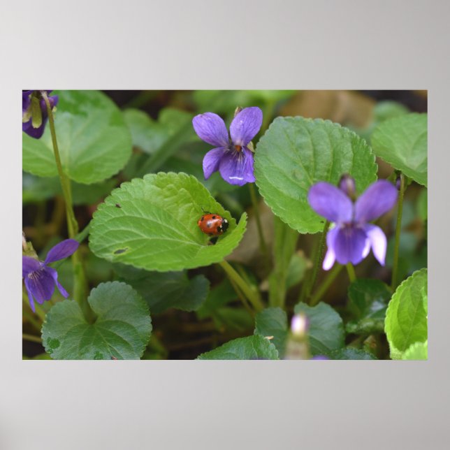 Ladybug på Sweet Violet Flowers Poster (Framsidan)
