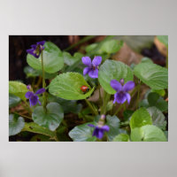 Ladybug på Sweet Violet Flowers