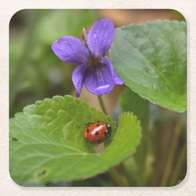 Ladybug på Sweet Violet Flowers Underlägg Papper Kvadrat (Framsidan)