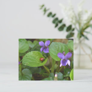 Ladybug på Sweet Violet Flowers Vykort