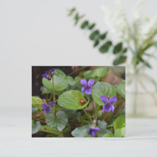 Ladybug på Sweet Violet Flowers Vykort