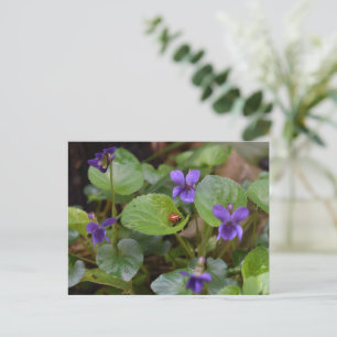 Ladybug på Sweet Violet Flowers Vykort