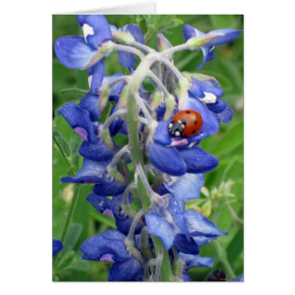 Ladybug på Texas Bluebonnet OBS Kort