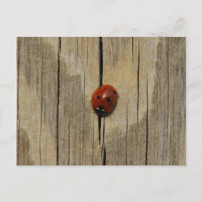Ladybug på trä vykort (Framsida)