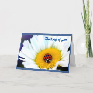 Ladybug på vit Daisy Kort