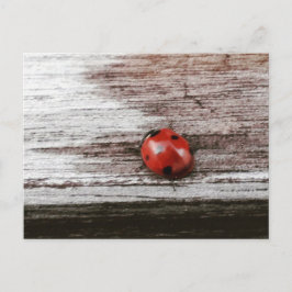 Ladybug på vykort för blöt
