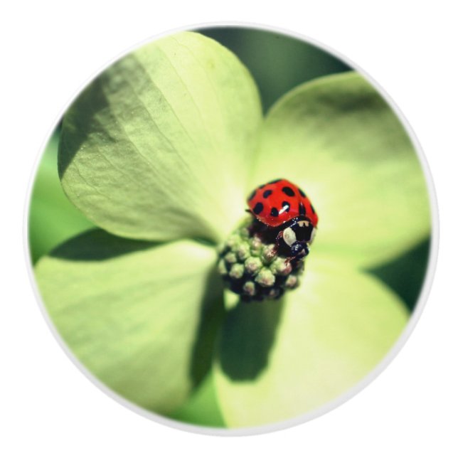 Ladybug på White Dogwood Flower Close Up  Knopp (Framsidan)