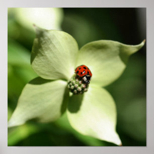 Ladybug på White Dogwood Flower Close Up Poster