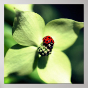 Ladybug på White Dogwood Flower Close Up Poster