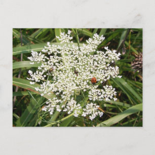 Ladybug på Yarrow Vykort