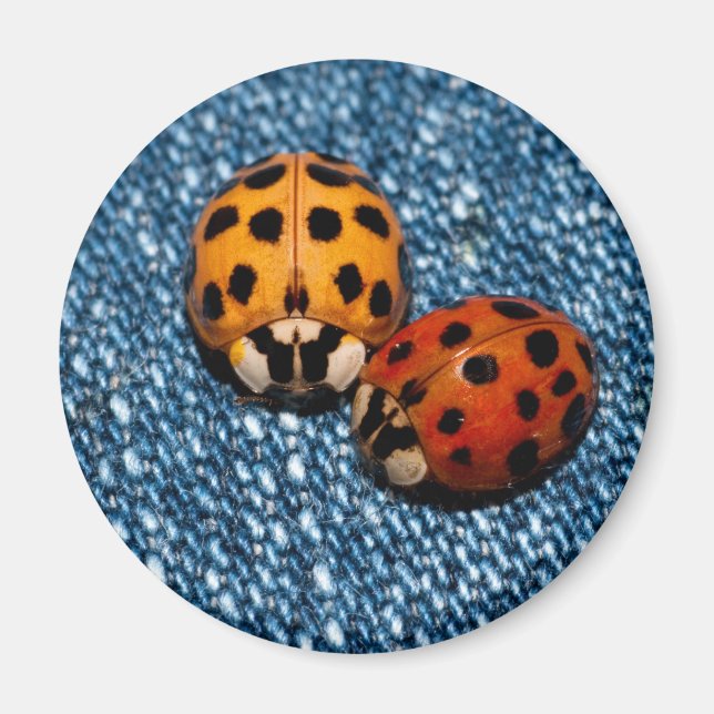 Ladybug Pair Magnet (Framsidan)