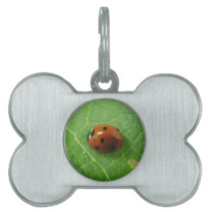 Ladybug Pet Tag Namnbricka Husdjur
