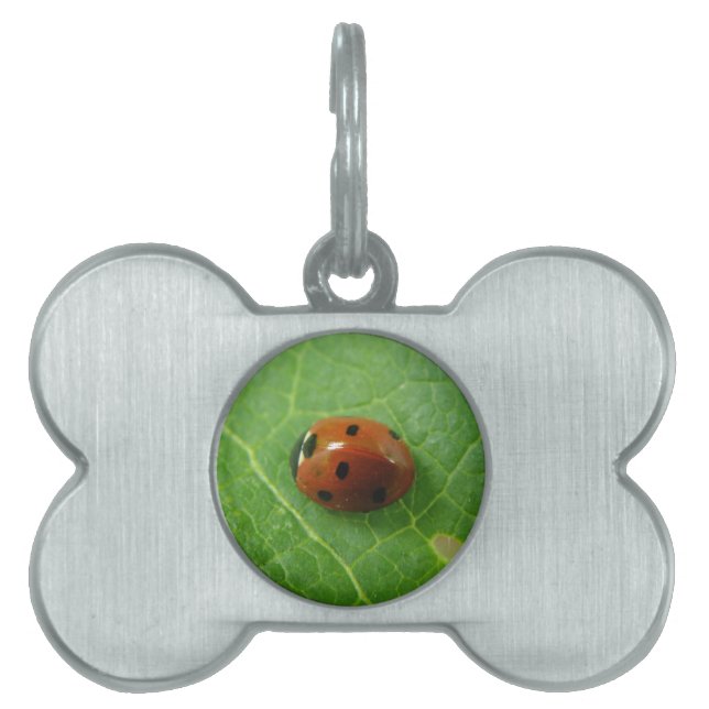 Ladybug Pet Tag Namnbricka Husdjur (Framsidan)