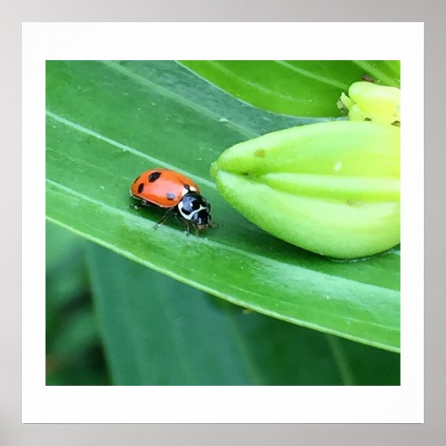 Ladybug Photo Poster (Framsidan)