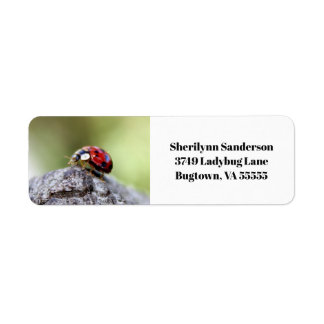 Ladybug Photo Returadress Etikett