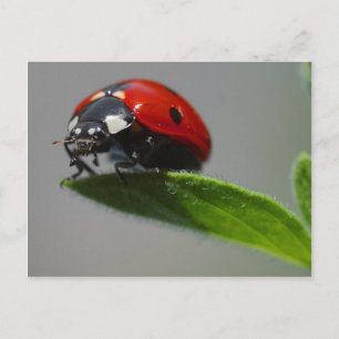 Ladybug Postcard Vykort
