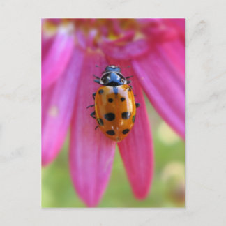 Ladybug Postcard Vykort