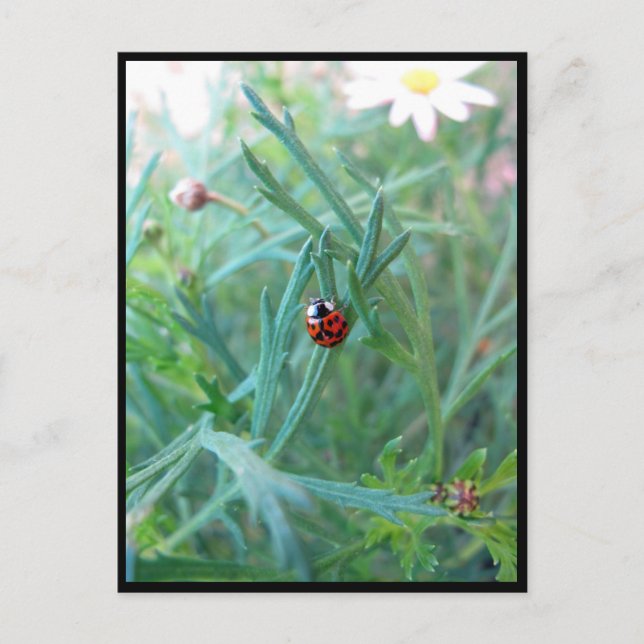 Ladybug Postcard Vykort (Framsida)