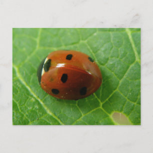 Ladybug Postcard Vykort