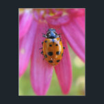 Ladybug Postcard Vykort<br><div class="desc">En söt ladybug på en rosa blomma.</div>