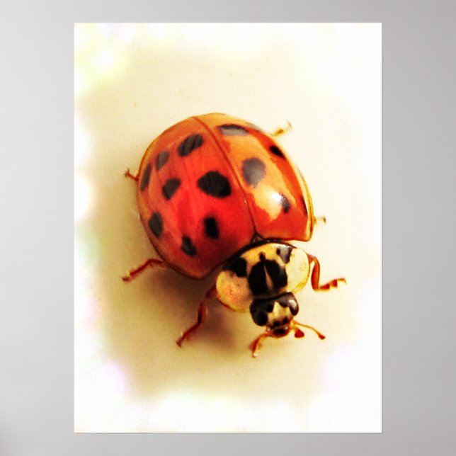 Ladybug Poster (Framsidan)