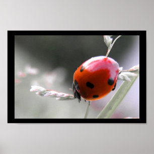 Ladybug Poster